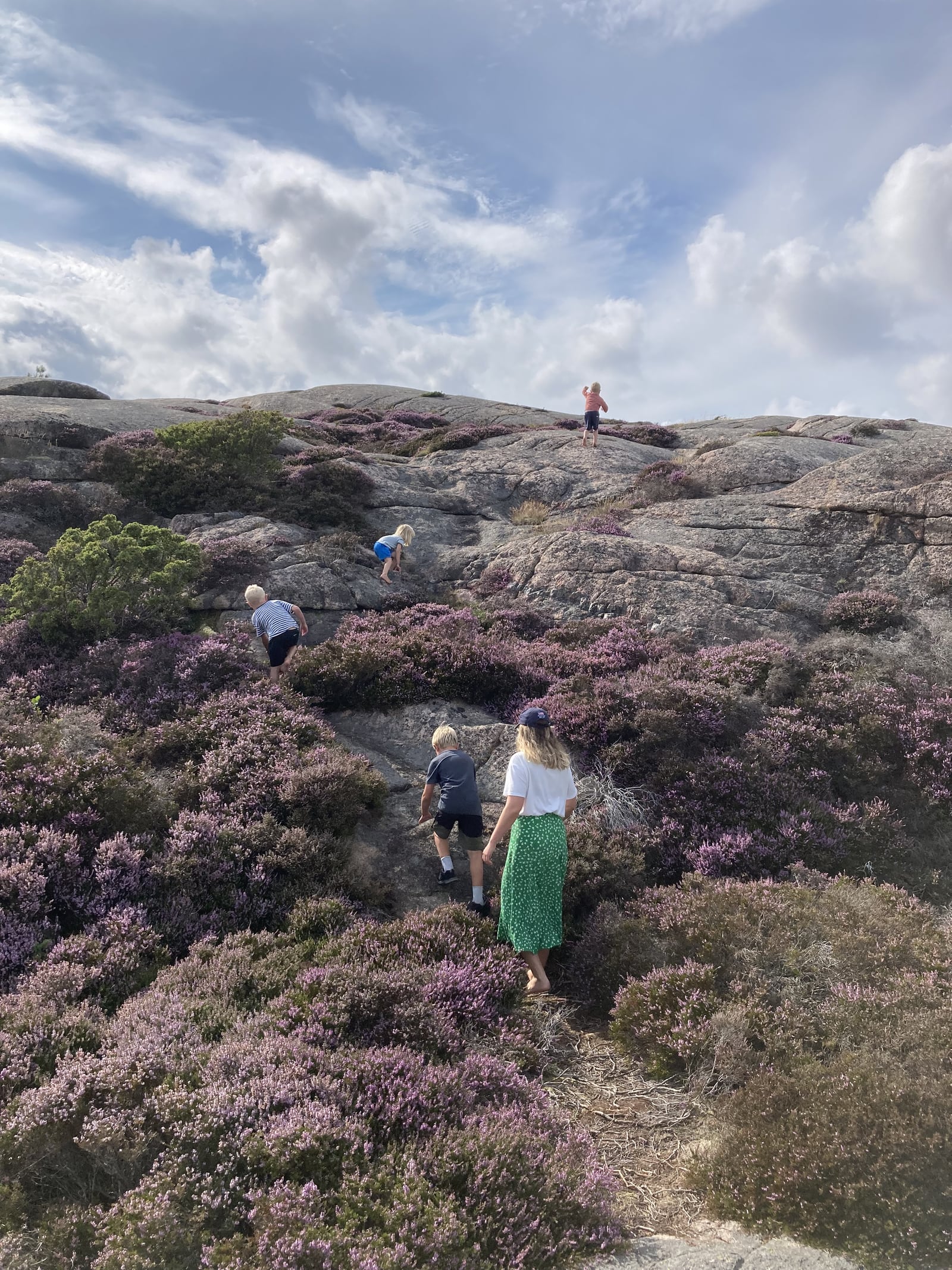 Barn och vuxna vandrar bland klippor och blommande ljung